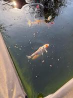 Koi, Dieren en Toebehoren, Vissen | Vijvervissen, Karper of Koi