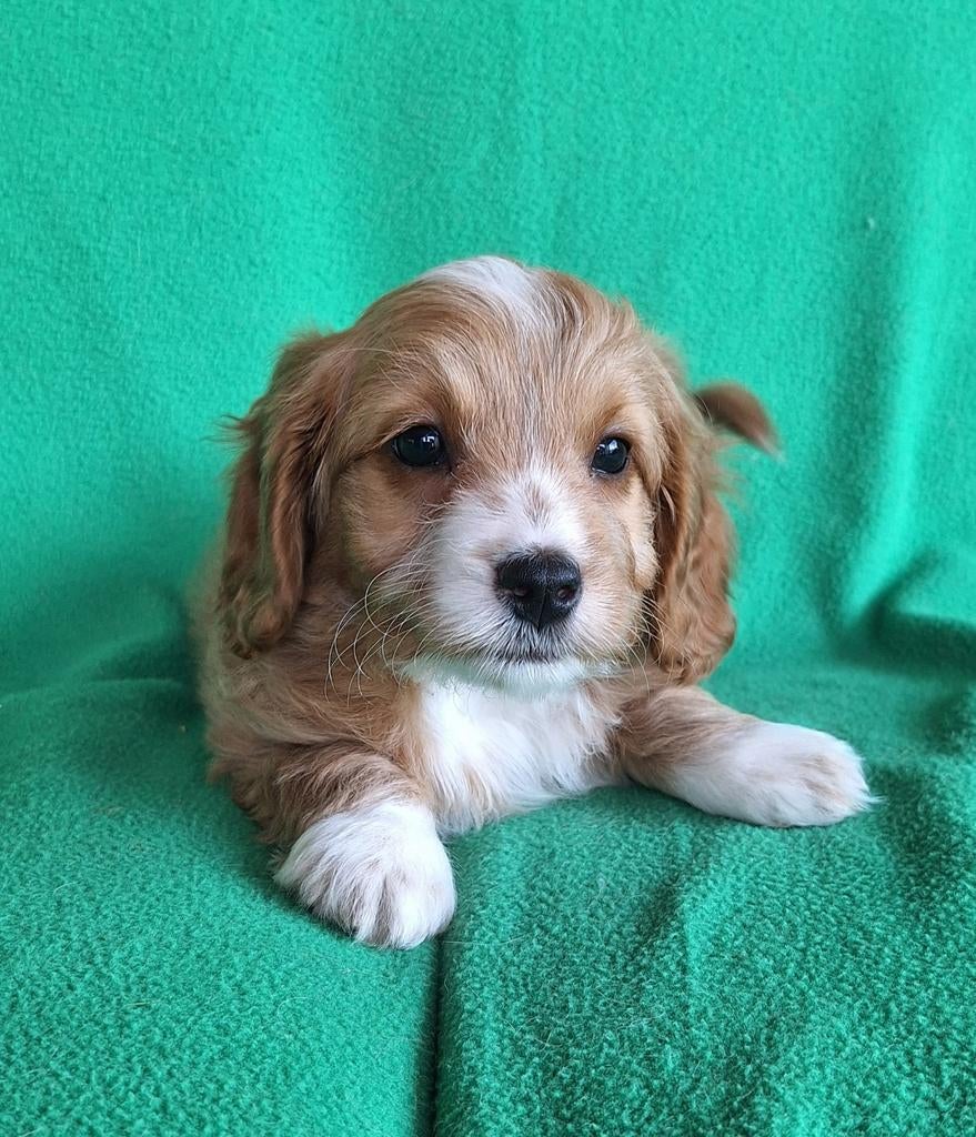 Lieve Mini Doodle Pups 💕, Parvo, Nederland, Overige rassen, 8 tot 15 weken