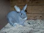 Rex konijn, Dieren en Toebehoren, Vrouwelijk, Middelgroot, 0 tot 2 jaar