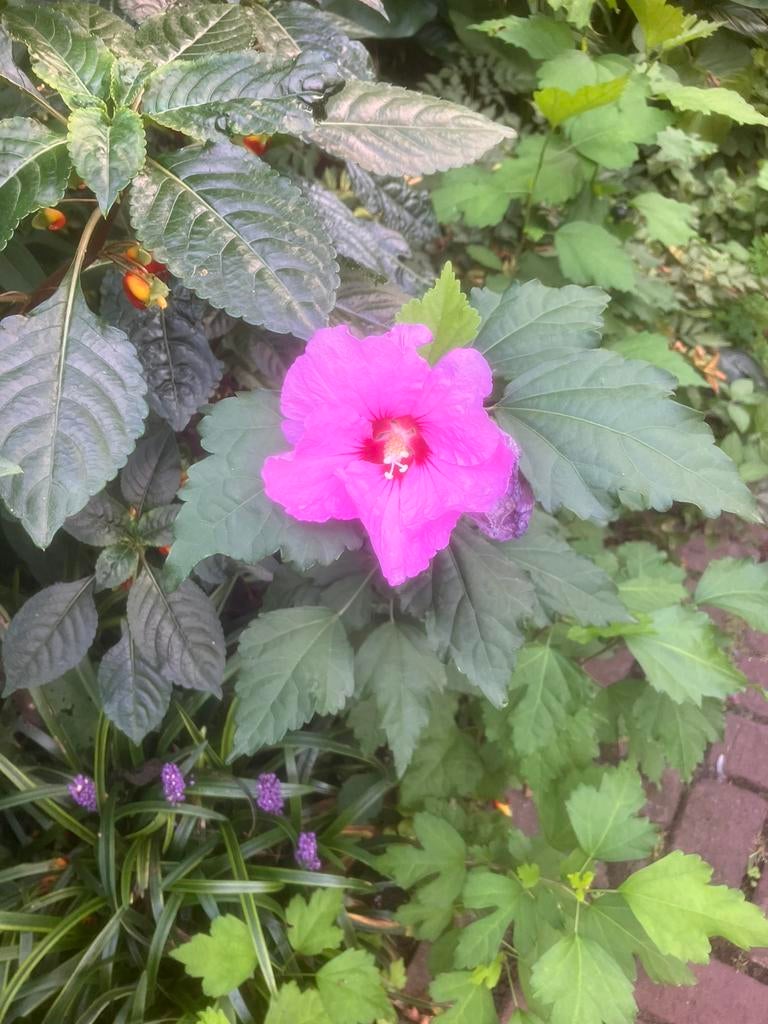 Planten, Ophalen of Verzenden, Volle zon