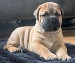 Bullmastiff pups met stamboom, Dieren en Toebehoren, Parvo, Overige rassen, 8 tot 15 weken, Meerdere