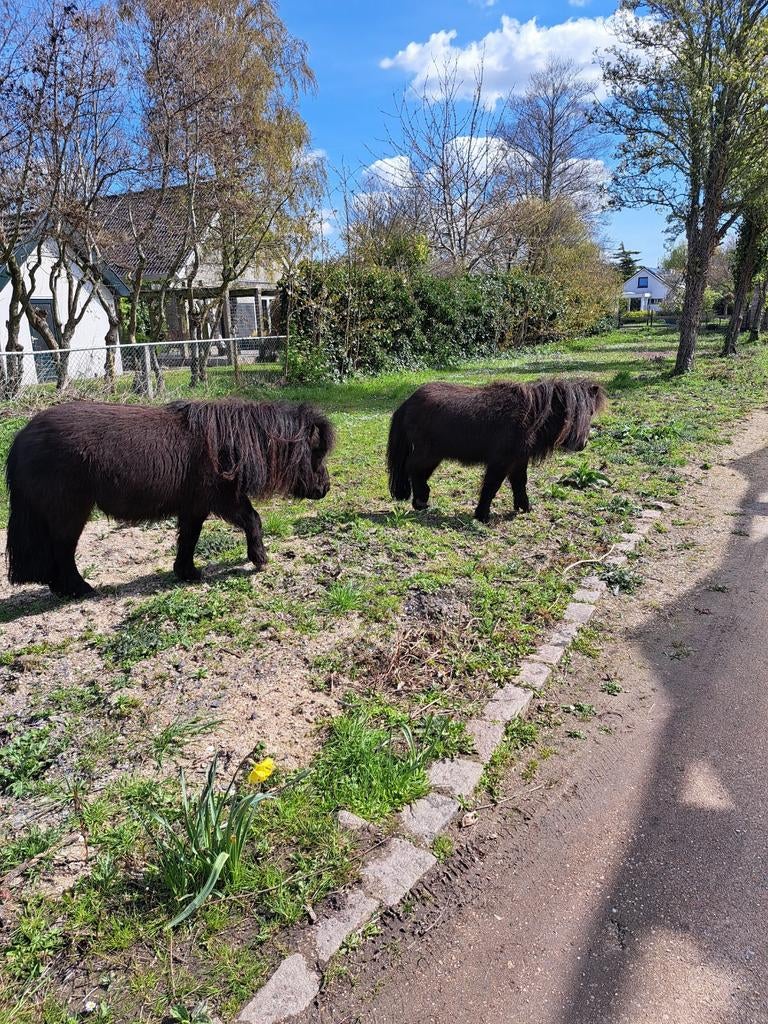 Shetlanders merrie en 3 ruintjes met paspoort, Dieren en Toebehoren, Stalling en Weidegang
