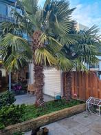 Trachycarpus Fortunei palmboom zaden 5 euro per 100 zaden, Ophalen of Verzenden, Voorjaar, Volle zon, Zaad