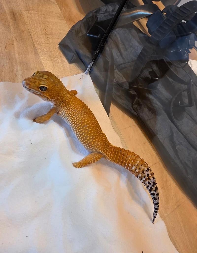 Luipaardgekko Giant (Eublepharis macularius Giant) Leopard Gecko - unknown for sale from M/E V