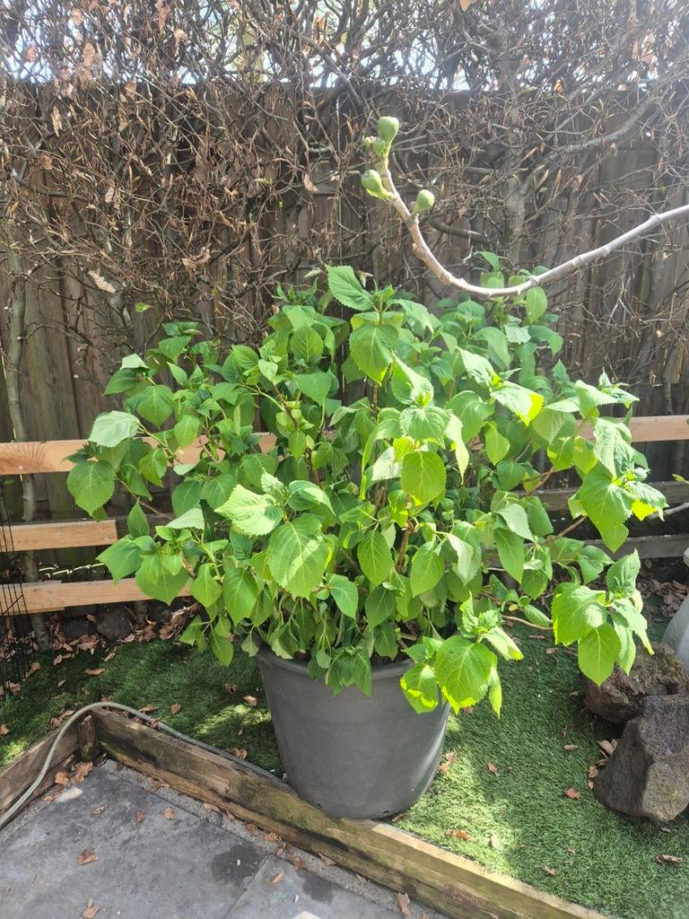 Hortensia blauwe 25€, Ophalen of Verzenden, Hortensia, Minder dan 100 cm