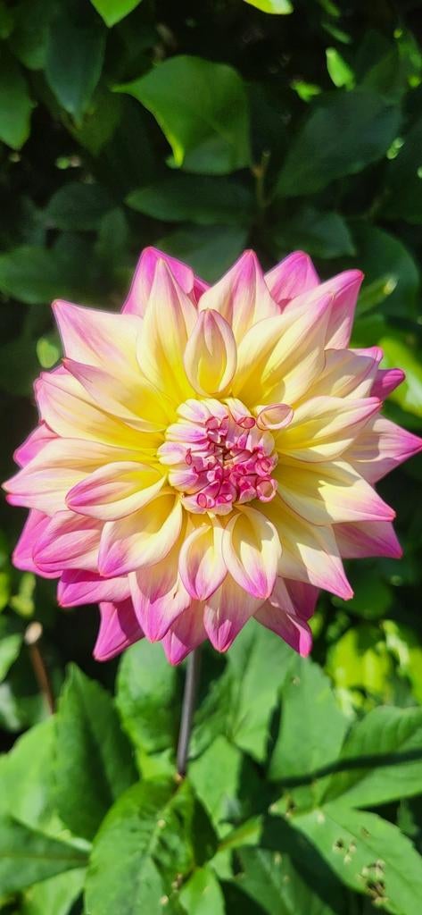 Decoratieve Dahlia Knol - Geel/Roze €2 per stuk, Tuin en Terras, Bloembollen en Zaden, Ophalen, Voorjaar, Volle zon, Knol