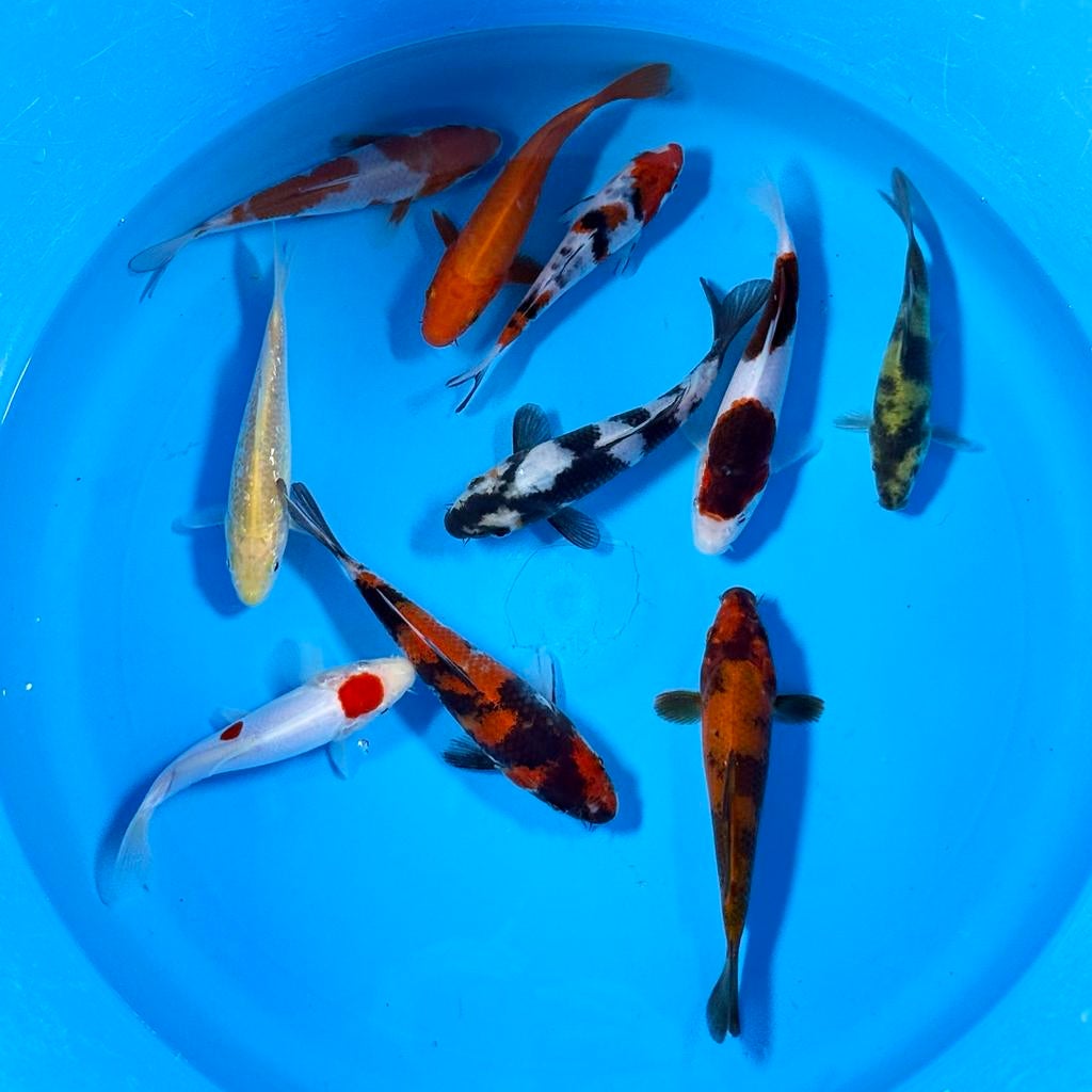 Otsuka Handpick mix 14-18cm Japan koi, Karper of Koi