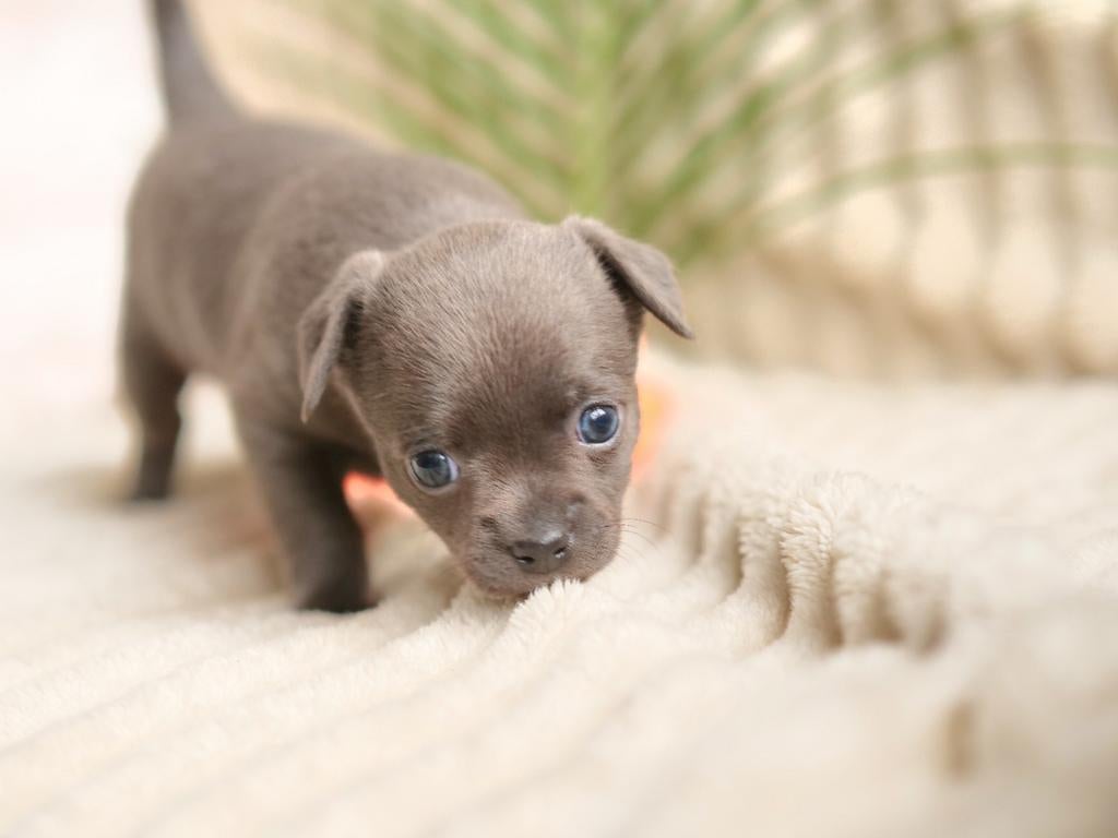 🌷Prachtig chihuahua teefje pup puppy mag nest verlaten 🌷, Dieren en Toebehoren, Honden | Chihuahua's en Gezelschapshonden, 8 tot 15 weken