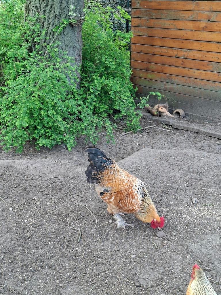 Brahma hanen, Dieren en Toebehoren, Pluimvee, Mannelijk, Kip