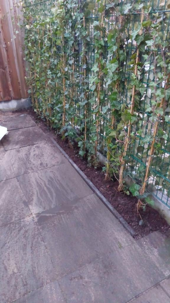 Hedera, Ophalen, Overige soorten, 100 tot 250 cm