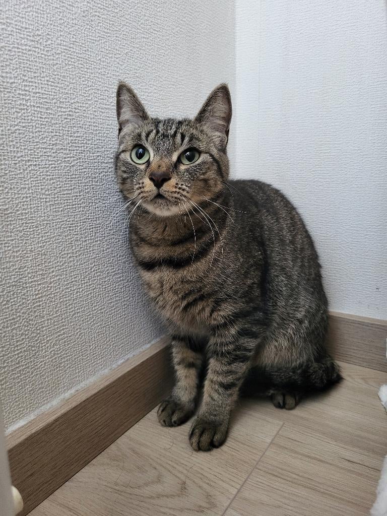 Kat, Kater, 0 tot 2 jaar