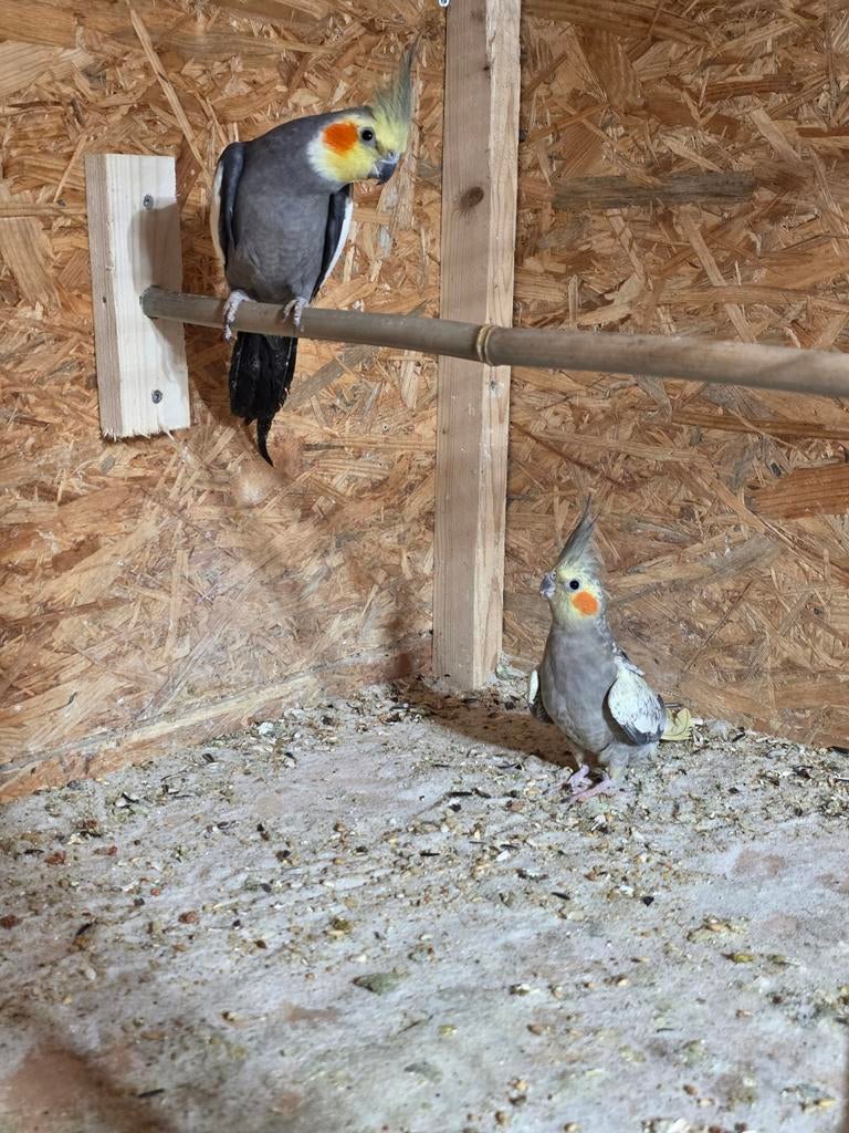 Koppel valkparkieten, Meerdere dieren, Parkiet