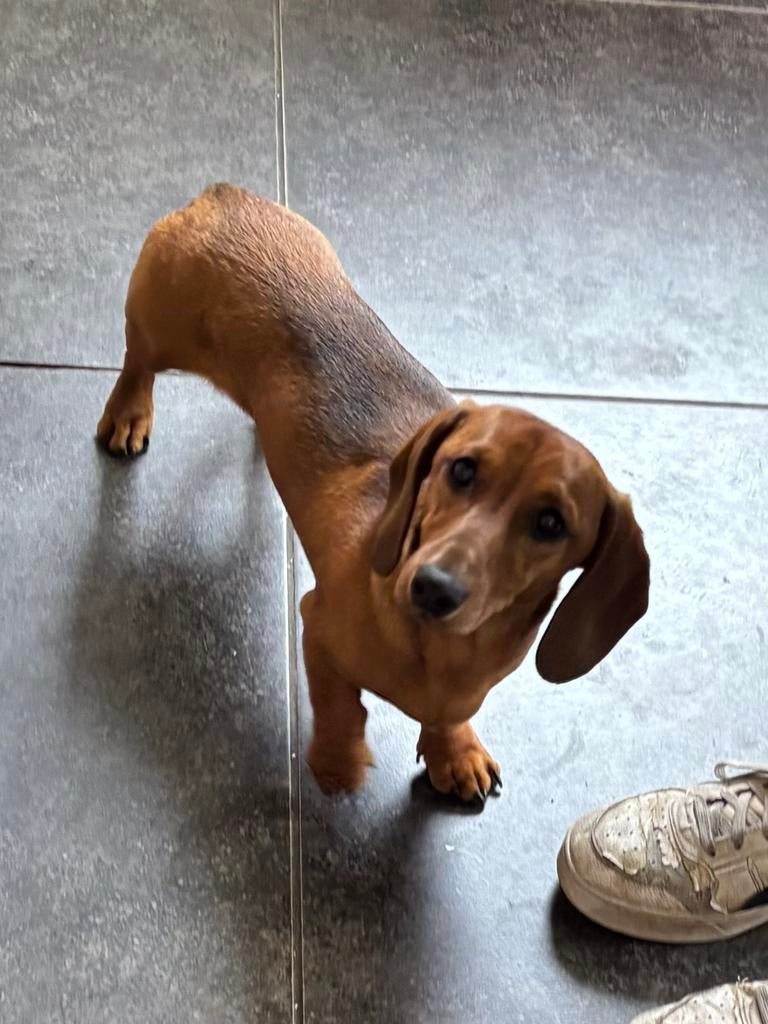 Red shaded dwergteckel teckel reutje 8 maanden, Dieren en Toebehoren, Honden | Teckels en Dashonden, 15 weken tot 1 jaar, Reu