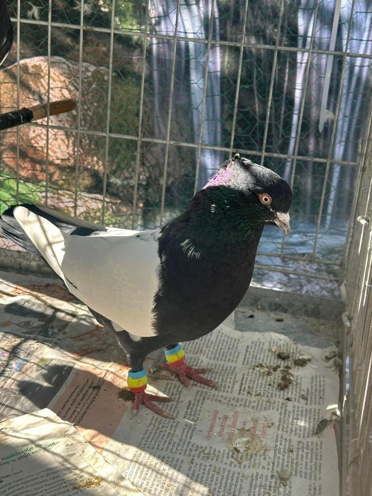 Iranse duiven, Dieren en Toebehoren, Vogels | Duiven, Meerdere dieren