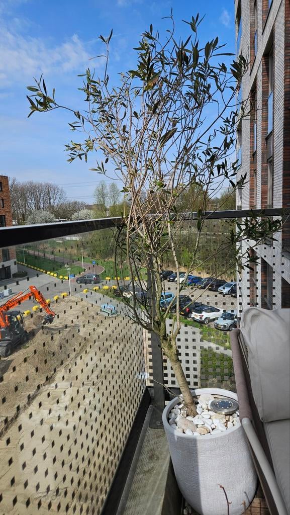 Olijfboom (incl. of excl. stenen sierpot), Tuin en Terras, Planten | Tuinplanten, Ophalen, Overige soorten, Volle zon
