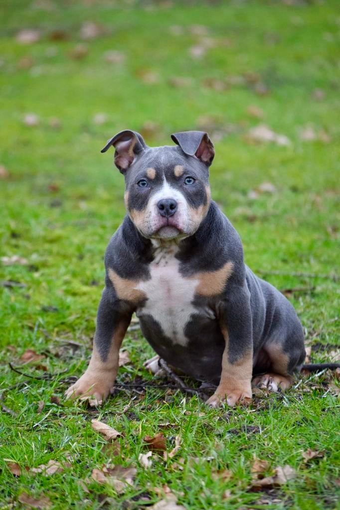American bully pups, tricolor blauw pocket, 8 tot 15 weken, Parvo, Eén hond, Nederland
