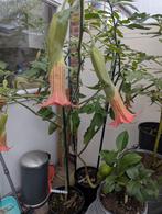 Brugmansia Artus x Orange Diamond - Ongewortelde stekken, Ophalen of Verzenden, Zomer, Eenjarig, Halfschaduw