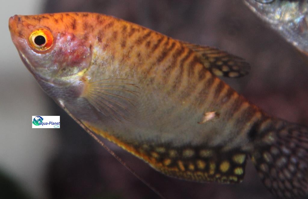 Goud Gourami, Dieren en Toebehoren, Vissen | Aquariumvissen, Vis, Zoetwatervis