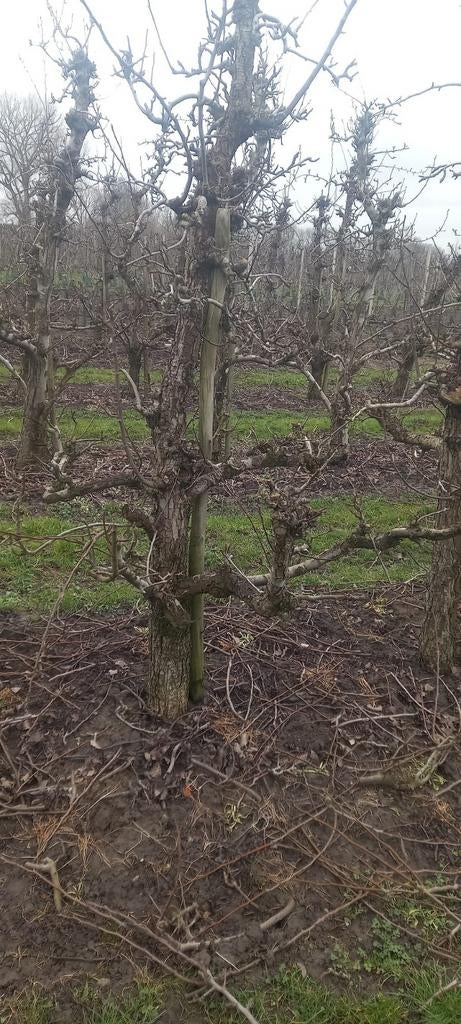 Oude fruitbomen te koop!, Ophalen, Perenboom, Lente