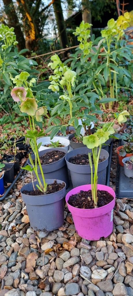 Helleborus: Lange bloei, mooi blad, geen slakkenvraat, Vaste plant, Halfschaduw, Winter, Ophalen