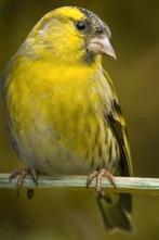 Europese sijs man, Dieren en Toebehoren