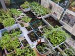 Tomaten planten Hoofddorp, Ophalen, Eenjarig, Groenteplanten, Volle zon