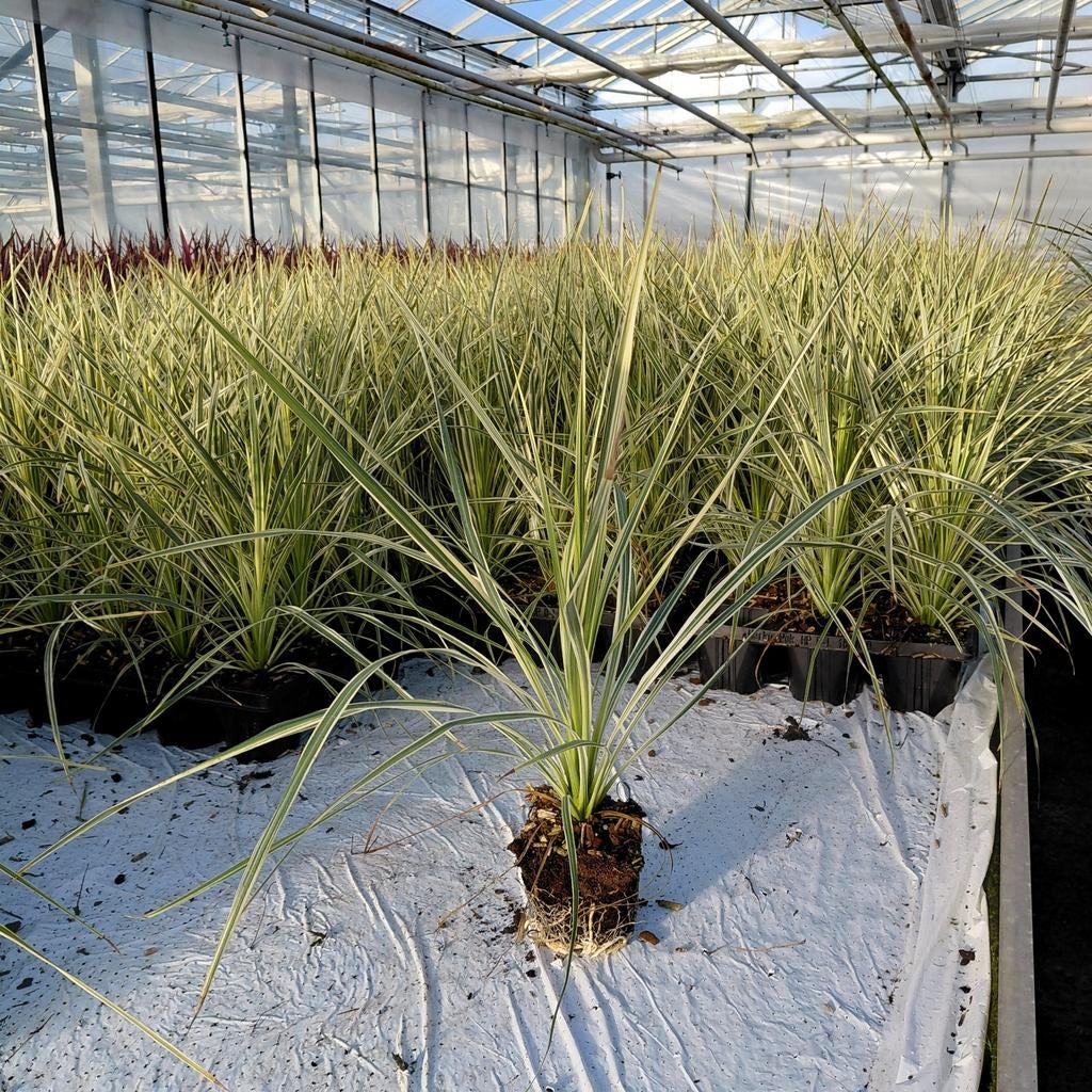Cordyline 'Lime passion' | Bonte koolpalm., Tuin en Terras, Ophalen of Verzenden, Overige soorten, Volle zon