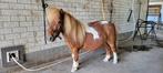 Verzorger gezocht in Almere, Dieren en Toebehoren, Paarden en Pony's | Overige Paardenspullen, Ophalen of Verzenden, Overige soorten