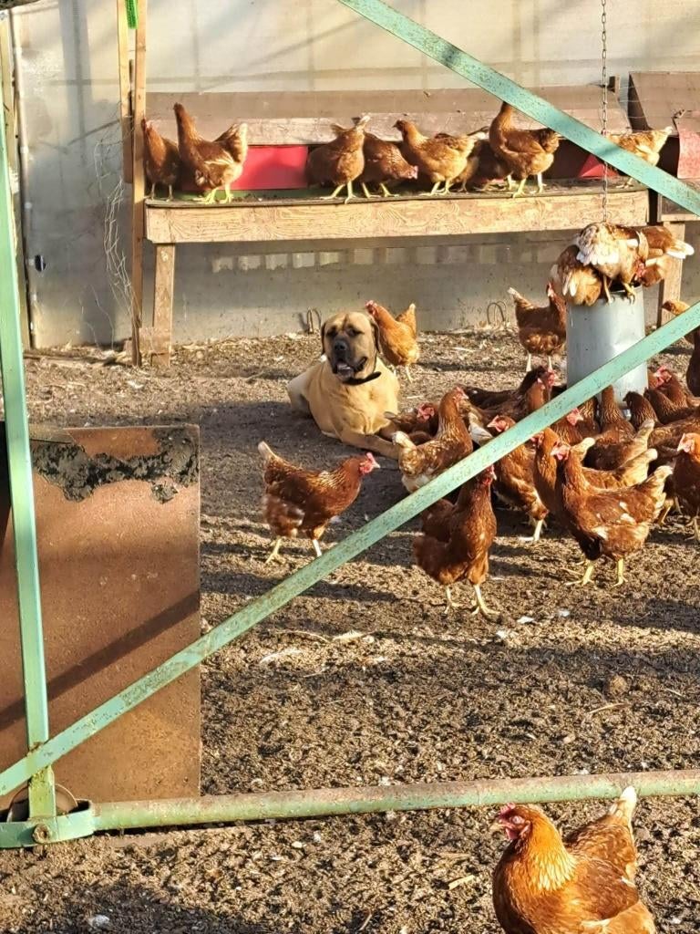 Boeren viervoeter gezocht, Dieren en Toebehoren, Ophalen of Verzenden, Nieuw