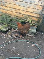 Orpington groot hennen, Dieren en Toebehoren, Pluimvee, Vrouwelijk, Kip