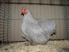 Cochin krielkippen......, Dieren en Toebehoren, Vrouwelijk, Kip