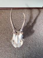 reebok gewei / schedel, Verzenden, Zo goed als nieuw, Wild dier, Schedel