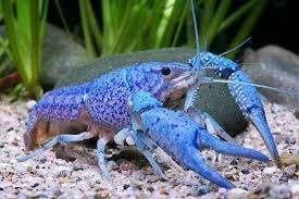 Procambarus alleni - Blauwe florida kreeft -Koidream Valburg, Dieren en Toebehoren, Vissen | Aquariumvissen, Zoetwatervis, Kreeft, Krab of Garnaal