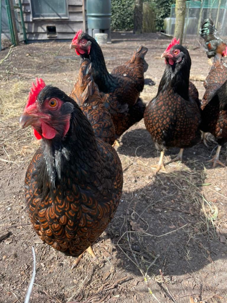 Broedeieren dubbelgezoomde barnevelder groot, Dieren en Toebehoren, Pluimvee, Kip, Geslacht onbekend