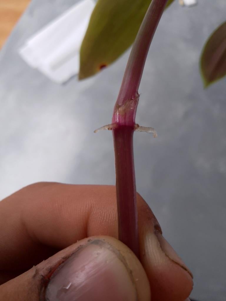 tradescantia stekjes, Huis en Inrichting, Kamerplanten, Groene kamerplant, Ophalen of Verzenden, Halfschaduw, Minder dan 100 cm