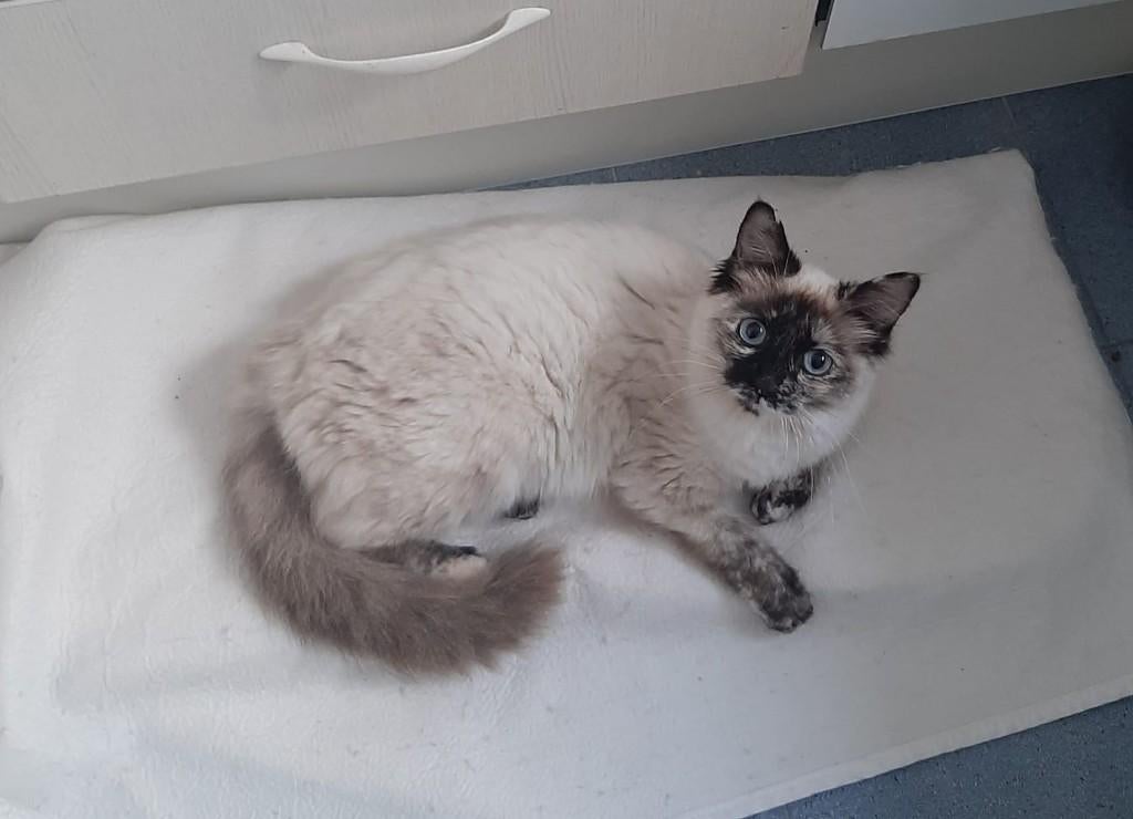 MJM Dogs Foundation: Luna, Poes, Langharig, 0 tot 2 jaar