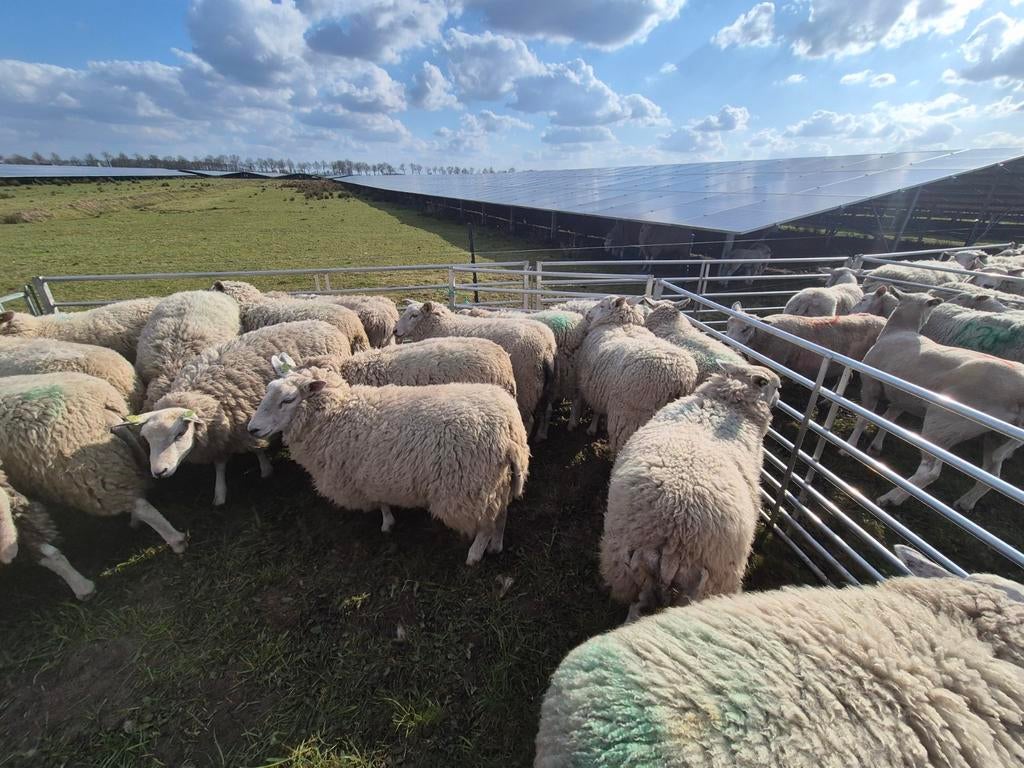 Zuivere swifter overlopers., Dieren en Toebehoren, Meerdere dieren, Geit