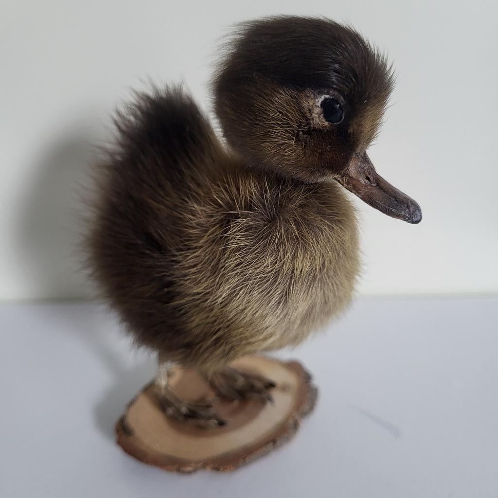 Schattig opgezet eendenkuiken, Ophalen, Nieuw, Vogel, Opgezet dier