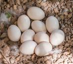 Eenden eieren, Geslacht onbekend