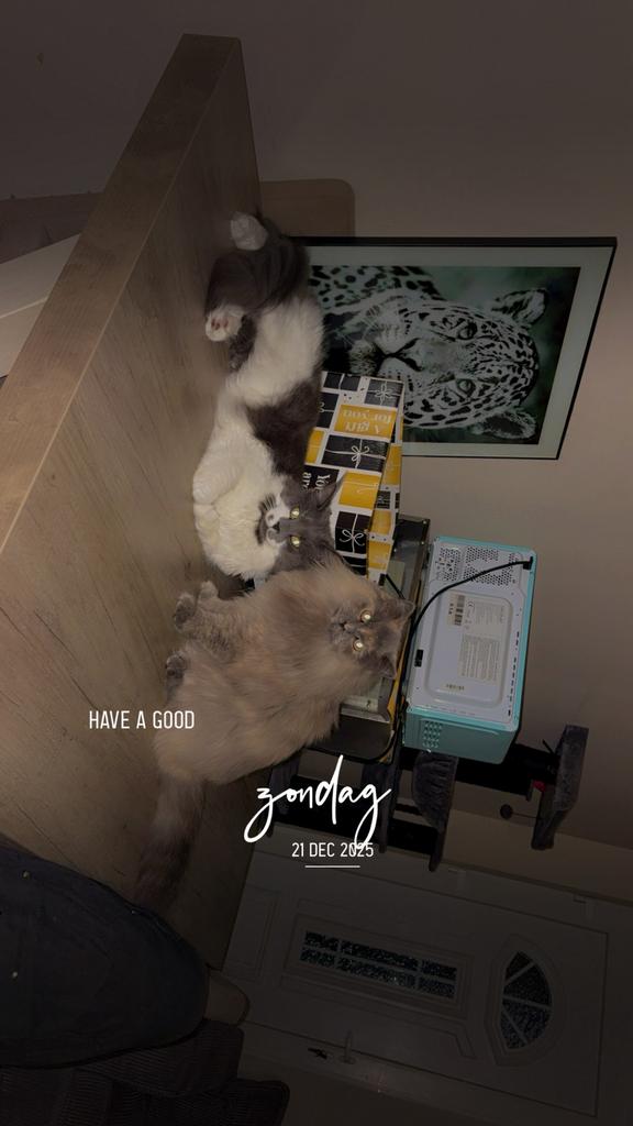 Maincoon en noorse boskat, Dieren en Toebehoren, Katten en Kittens | Raskatten | Korthaar, Gechipt, 0 tot 2 jaar