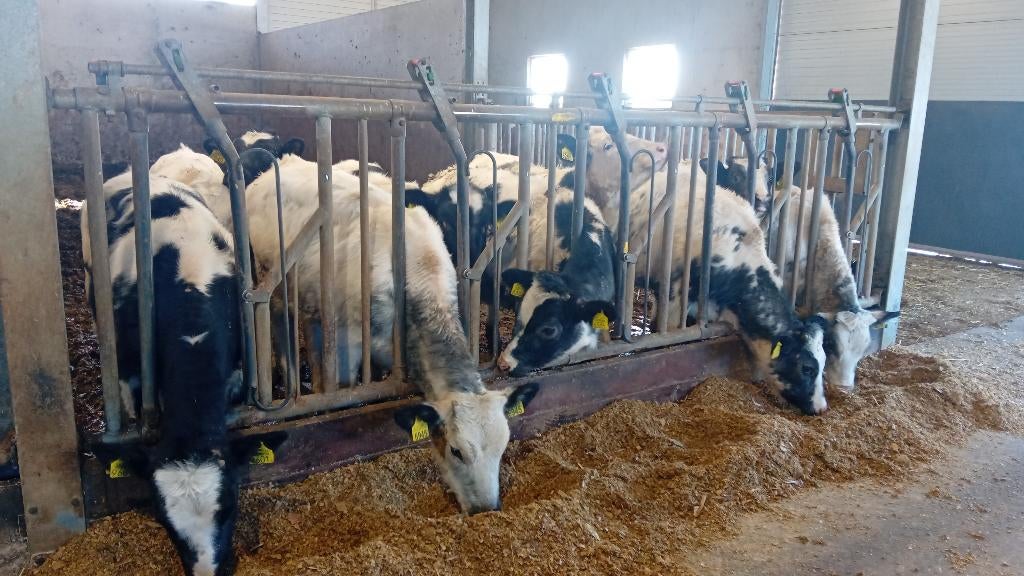 tekoop mooie blauwe pinken, Dieren en Toebehoren, Runderen, Vrouwelijk, 0 tot 2 jaar