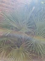 Chinese waaierpalmen, Tuin en Terras, Planten | Tuinplanten, Ophalen
