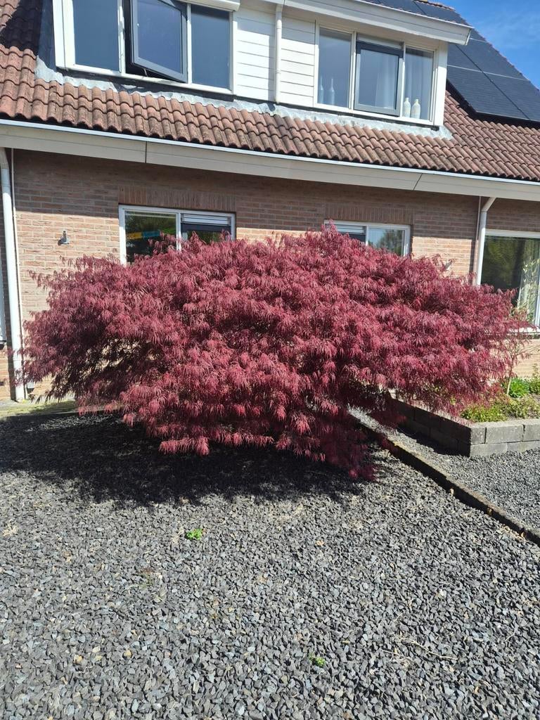 Prachtige Japanse Esdoorn (Acer Palmatum Dissectum), Tuin en Terras, Planten | Bomen, Ophalen, Bloeit niet, Halfschaduw, Overige soorten