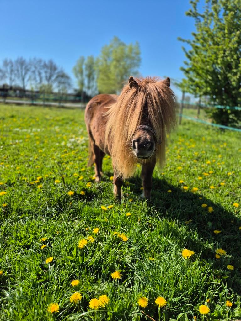 3 super lieve pony's 2 met stamboom, Dieren en Toebehoren, Ruin, Recreatiepony, Met stamboom