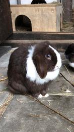Knappe minilop voedster zoekt nieuw huisje met vriendje, Dieren en Toebehoren, Konijnen, Vrouwelijk, Groot