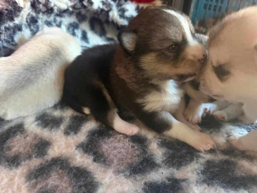 Pomsky F2 pups, Dieren en Toebehoren, Honden | Poolhonden, Keeshonden en Oertypen, Overige rassen, 8 tot 15 weken, Meerdere, Meerdere dieren