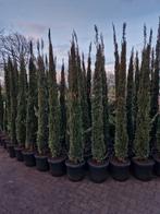 Italiaanse Cipres (Cupressus sempervirens) goedkoopste NL, Ophalen, Overige soorten, Volle zon