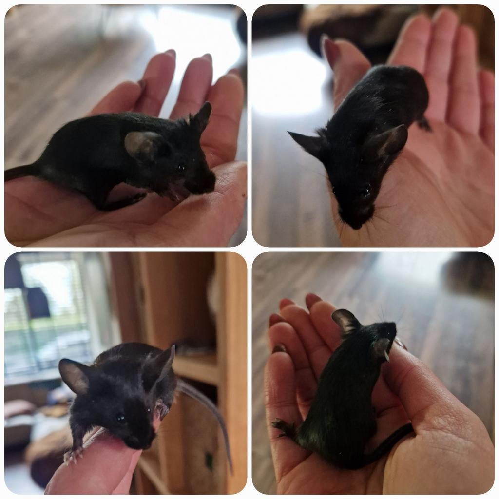 Extreme black muis MAN kleurmuis satijn helemaal zwart, Dieren en Toebehoren, Knaagdieren, Maart, Muis, Mannelijk, Tam