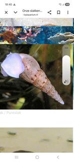 Torenslak, Dieren en Toebehoren, Slak of Weekdier