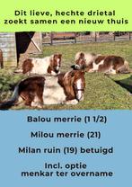3 Shetlander pony’s samen – braaf en betrouwbaar, Dieren en Toebehoren, Pony's, Merrie, Niet van toepassing, A pony (tot 1.17m)